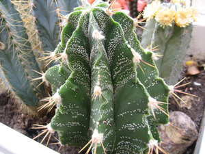 kaktus1.jpg